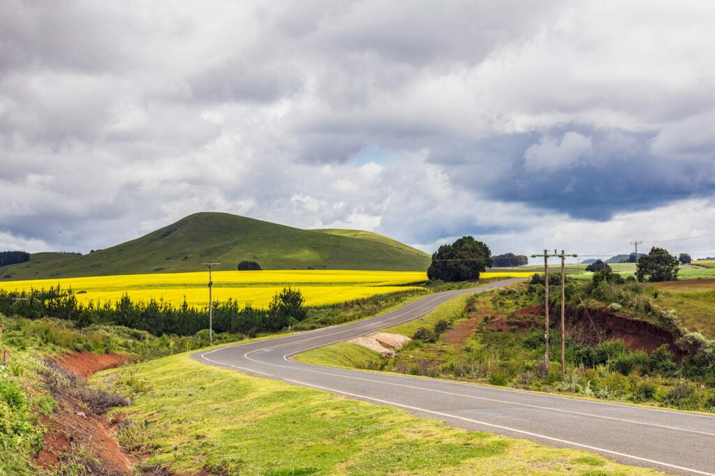 Canola Rapeseed Vegetable Oil Farming Timau Meru Nanyuki Kenya East Africa