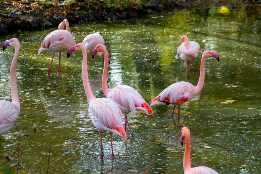 Flamingo bird animal. Greater flamingos Phoenicopterus roseus , landing, group.